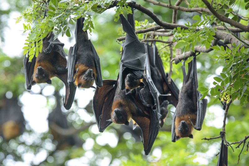 Bat Infestations In Homes: Health Risks And Safe Removal