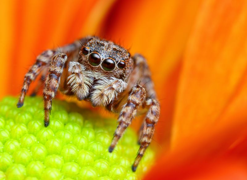 Common Spiders Extermination in Fort Worth, TX