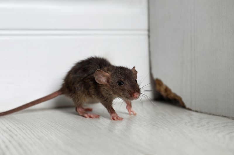 How Rodent Infestations Spread Disease Inside Residential Properties