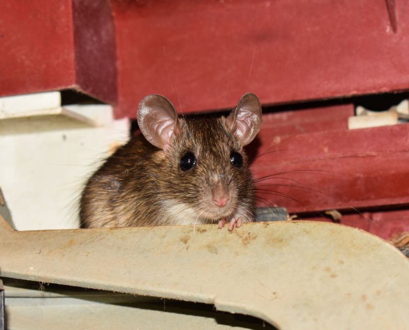 Rodent Infestations Explained: Warning Signs, Property Damage, And Cleanup